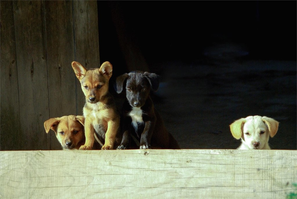 Vacunación de los cachorros caninos