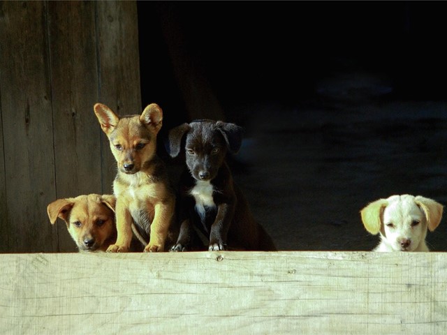 Vacunación de los cachorros caninos