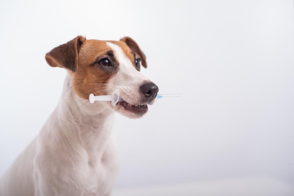 Vacunación y desparasitación: mantén a tu mascota protegida de enfermedades